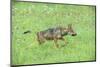 Minnesota, Sandstone, Minnesota Connection. Grey Wolf Pup Hunting-Rona Schwarz-Mounted Photographic Print