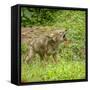 Minnesota, Sandstone, Minnesota Wildlife Connection. Coyote Howling-Rona Schwarz-Framed Stretched Canvas