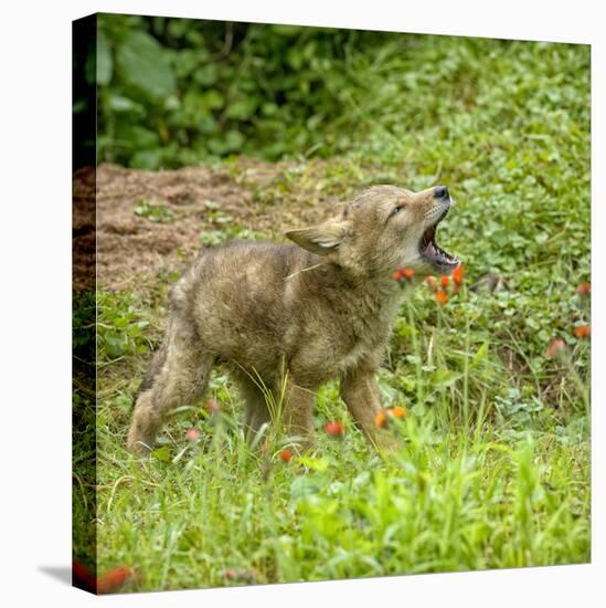 Minnesota, Sandstone, Minnesota Wildlife Connection. Coyote Howling-Rona Schwarz-Stretched Canvas