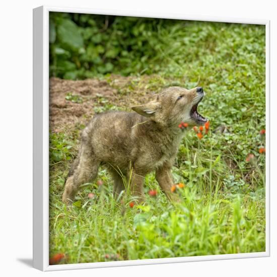 Minnesota, Sandstone, Minnesota Wildlife Connection. Coyote Howling-Rona Schwarz-Framed Photographic Print