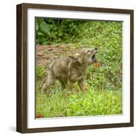 Minnesota, Sandstone, Minnesota Wildlife Connection. Coyote Howling-Rona Schwarz-Framed Photographic Print