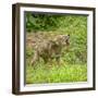 Minnesota, Sandstone, Minnesota Wildlife Connection. Coyote Howling-Rona Schwarz-Framed Photographic Print