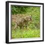 Minnesota, Sandstone, Minnesota Wildlife Connection. Coyote Howling-Rona Schwarz-Framed Photographic Print