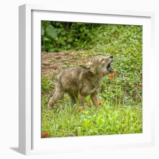 Minnesota, Sandstone, Minnesota Wildlife Connection. Coyote Howling-Rona Schwarz-Framed Photographic Print