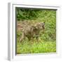 Minnesota, Sandstone, Minnesota Wildlife Connection. Coyote Howling-Rona Schwarz-Framed Photographic Print