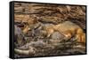 Minnesota, Sandstone, Minnesota Wildlife Connection. Grey Fox and Kit-Rona Schwarz-Framed Stretched Canvas