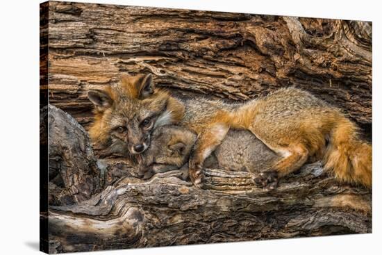 Minnesota, Sandstone, Minnesota Wildlife Connection. Grey Fox and Kit-Rona Schwarz-Stretched Canvas