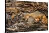 Minnesota, Sandstone, Minnesota Wildlife Connection. Grey Fox and Kit-Rona Schwarz-Stretched Canvas