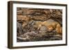 Minnesota, Sandstone, Minnesota Wildlife Connection. Grey Fox and Kit-Rona Schwarz-Framed Photographic Print