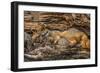 Minnesota, Sandstone, Minnesota Wildlife Connection. Grey Fox and Kit-Rona Schwarz-Framed Photographic Print