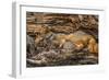 Minnesota, Sandstone, Minnesota Wildlife Connection. Grey Fox and Kit-Rona Schwarz-Framed Photographic Print