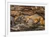 Minnesota, Sandstone, Minnesota Wildlife Connection. Grey Fox and Kit-Rona Schwarz-Framed Photographic Print