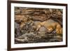 Minnesota, Sandstone, Minnesota Wildlife Connection. Grey Fox and Kit-Rona Schwarz-Framed Photographic Print