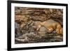 Minnesota, Sandstone, Minnesota Wildlife Connection. Grey Fox and Kit-Rona Schwarz-Framed Photographic Print