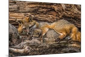 Minnesota, Sandstone, Minnesota Wildlife Connection. Grey Fox and Kit-Rona Schwarz-Mounted Photographic Print