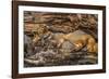 Minnesota, Sandstone, Minnesota Wildlife Connection. Grey Fox and Kit-Rona Schwarz-Framed Photographic Print