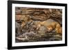 Minnesota, Sandstone, Minnesota Wildlife Connection. Grey Fox and Kit-Rona Schwarz-Framed Photographic Print