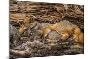 Minnesota, Sandstone, Minnesota Wildlife Connection. Grey Fox and Kit-Rona Schwarz-Mounted Photographic Print