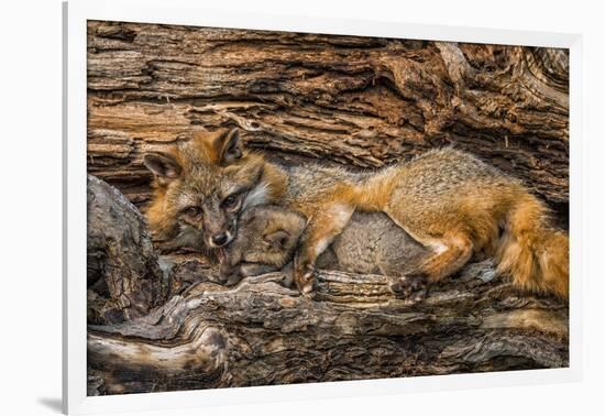 Minnesota, Sandstone, Minnesota Wildlife Connection. Grey Fox and Kit-Rona Schwarz-Framed Photographic Print