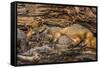 Minnesota, Sandstone, Minnesota Wildlife Connection. Grey Fox and Kit-Rona Schwarz-Framed Stretched Canvas