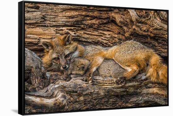 Minnesota, Sandstone, Minnesota Wildlife Connection. Grey Fox and Kit-Rona Schwarz-Framed Stretched Canvas