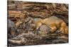 Minnesota, Sandstone, Minnesota Wildlife Connection. Grey Fox and Kit-Rona Schwarz-Stretched Canvas