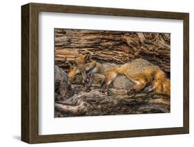 Minnesota, Sandstone, Minnesota Wildlife Connection. Grey Fox and Kit-Rona Schwarz-Framed Photographic Print