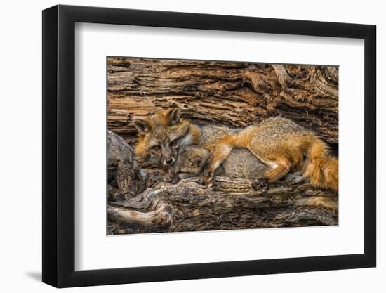 Minnesota, Sandstone, Minnesota Wildlife Connection. Grey Fox and Kit-Rona Schwarz-Framed Photographic Print