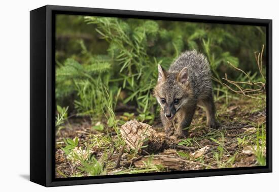 Minnesota, Sandstone, Minnesota Wildlife Connection. Grey Fox Kit-Rona Schwarz-Framed Stretched Canvas