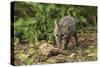 Minnesota, Sandstone, Minnesota Wildlife Connection. Grey Fox Kit-Rona Schwarz-Stretched Canvas