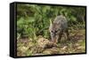 Minnesota, Sandstone, Minnesota Wildlife Connection. Grey Fox Kit-Rona Schwarz-Framed Stretched Canvas