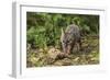 Minnesota, Sandstone, Minnesota Wildlife Connection. Grey Fox Kit-Rona Schwarz-Framed Photographic Print