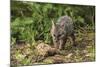 Minnesota, Sandstone, Minnesota Wildlife Connection. Grey Fox Kit-Rona Schwarz-Mounted Photographic Print