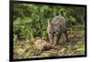 Minnesota, Sandstone, Minnesota Wildlife Connection. Grey Fox Kit-Rona Schwarz-Framed Photographic Print