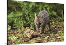 Minnesota, Sandstone, Minnesota Wildlife Connection. Grey Fox Kit-Rona Schwarz-Stretched Canvas