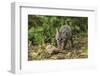 Minnesota, Sandstone, Minnesota Wildlife Connection. Grey Fox Kit-Rona Schwarz-Framed Photographic Print