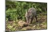 Minnesota, Sandstone, Minnesota Wildlife Connection. Grey Fox Kit-Rona Schwarz-Mounted Photographic Print