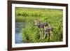 Minnesota, Sandstone, Minnesota Wildlife Connection. Grey Wolf and Pup-Rona Schwarz-Framed Photographic Print