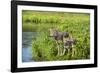 Minnesota, Sandstone, Minnesota Wildlife Connection. Grey Wolf and Pup-Rona Schwarz-Framed Photographic Print