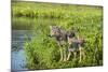 Minnesota, Sandstone, Minnesota Wildlife Connection. Grey Wolf and Pup-Rona Schwarz-Mounted Photographic Print