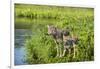 Minnesota, Sandstone, Minnesota Wildlife Connection. Grey Wolf and Pup-Rona Schwarz-Framed Photographic Print