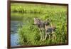 Minnesota, Sandstone, Minnesota Wildlife Connection. Grey Wolf and Pup-Rona Schwarz-Framed Photographic Print