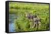 Minnesota, Sandstone, Minnesota Wildlife Connection. Grey Wolf and Pup-Rona Schwarz-Framed Stretched Canvas