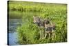 Minnesota, Sandstone, Minnesota Wildlife Connection. Grey Wolf and Pup-Rona Schwarz-Stretched Canvas