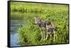 Minnesota, Sandstone, Minnesota Wildlife Connection. Grey Wolf and Pup-Rona Schwarz-Framed Stretched Canvas