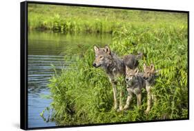 Minnesota, Sandstone, Minnesota Wildlife Connection. Grey Wolf and Pup-Rona Schwarz-Framed Stretched Canvas