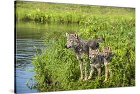 Minnesota, Sandstone, Minnesota Wildlife Connection. Grey Wolf and Pup-Rona Schwarz-Stretched Canvas