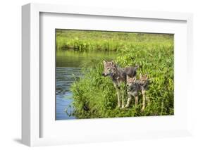 Minnesota, Sandstone, Minnesota Wildlife Connection. Grey Wolf and Pup-Rona Schwarz-Framed Photographic Print