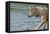 Minnesota, Sandstone, Minnesota Wildlife Connection. Grey Wolf on Log-Rona Schwarz-Framed Stretched Canvas