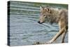 Minnesota, Sandstone, Minnesota Wildlife Connection. Grey Wolf on Log-Rona Schwarz-Stretched Canvas